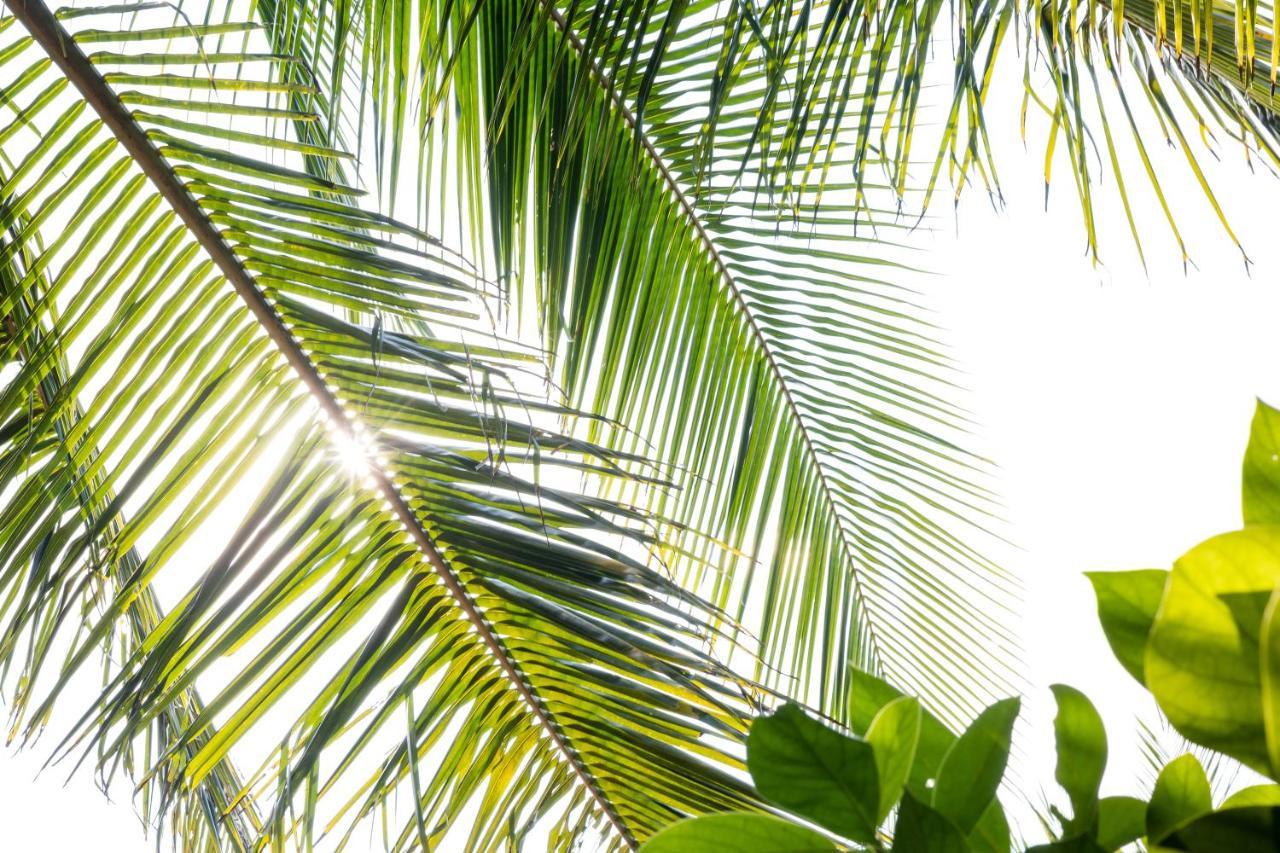 Under The Coconut Tree Hoi An Homestay Exterior foto
